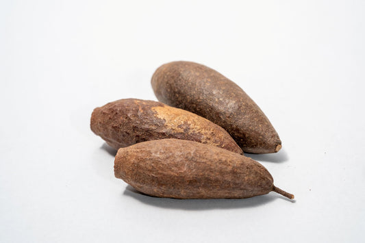 Trumpet Seed Pod - IHEARTBUGS, INC.