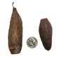 Two brown, rough-textured Trumpet Seed Pods from I Heart Bugs, shown in two sizes next to a U.S. dime for scale, make unique additions to bioactive terrariums or aquariums. They are displayed on a plain white background.