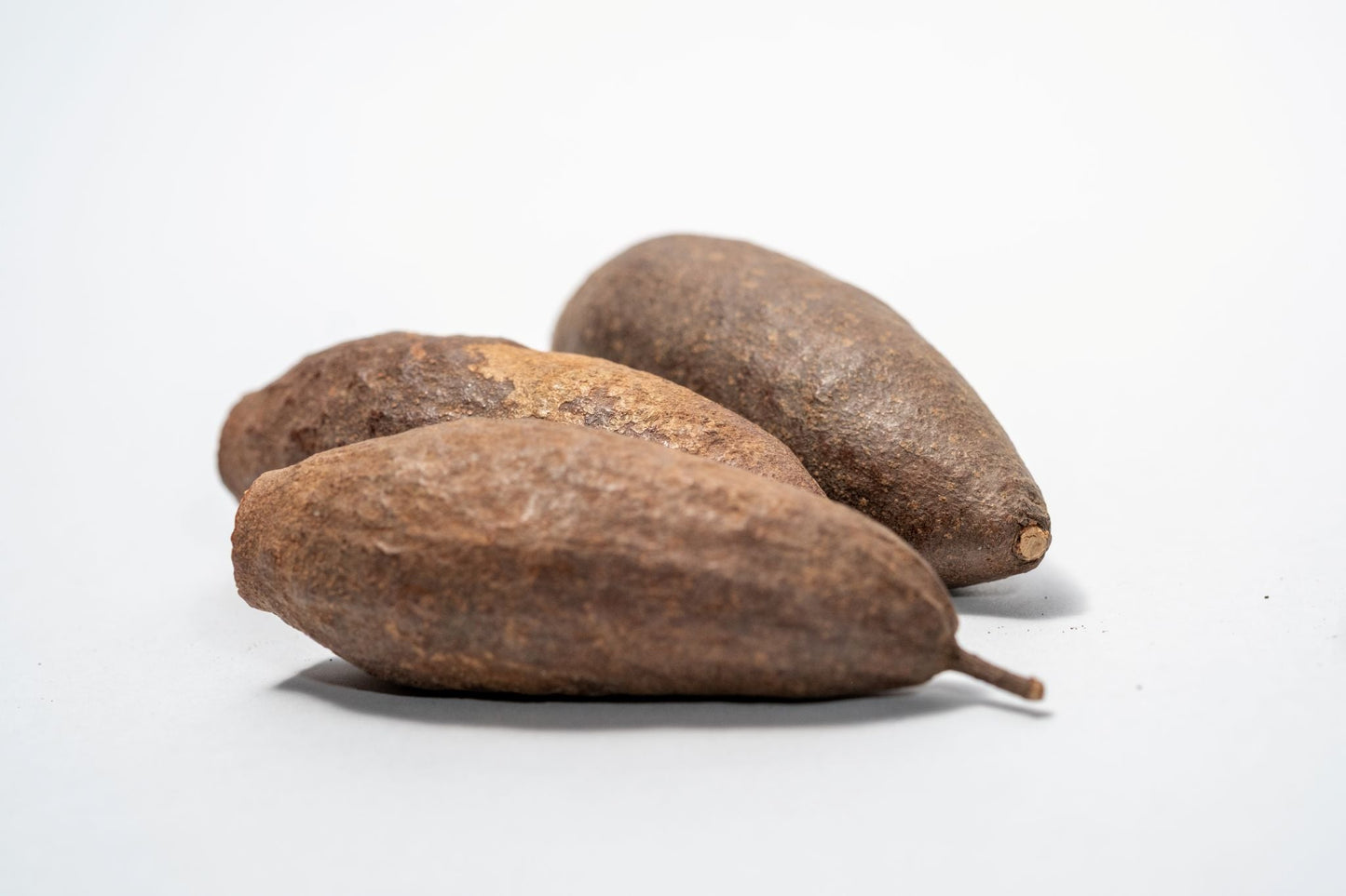 Trumpet Seed Pod - IHEARTBUGS, INC.