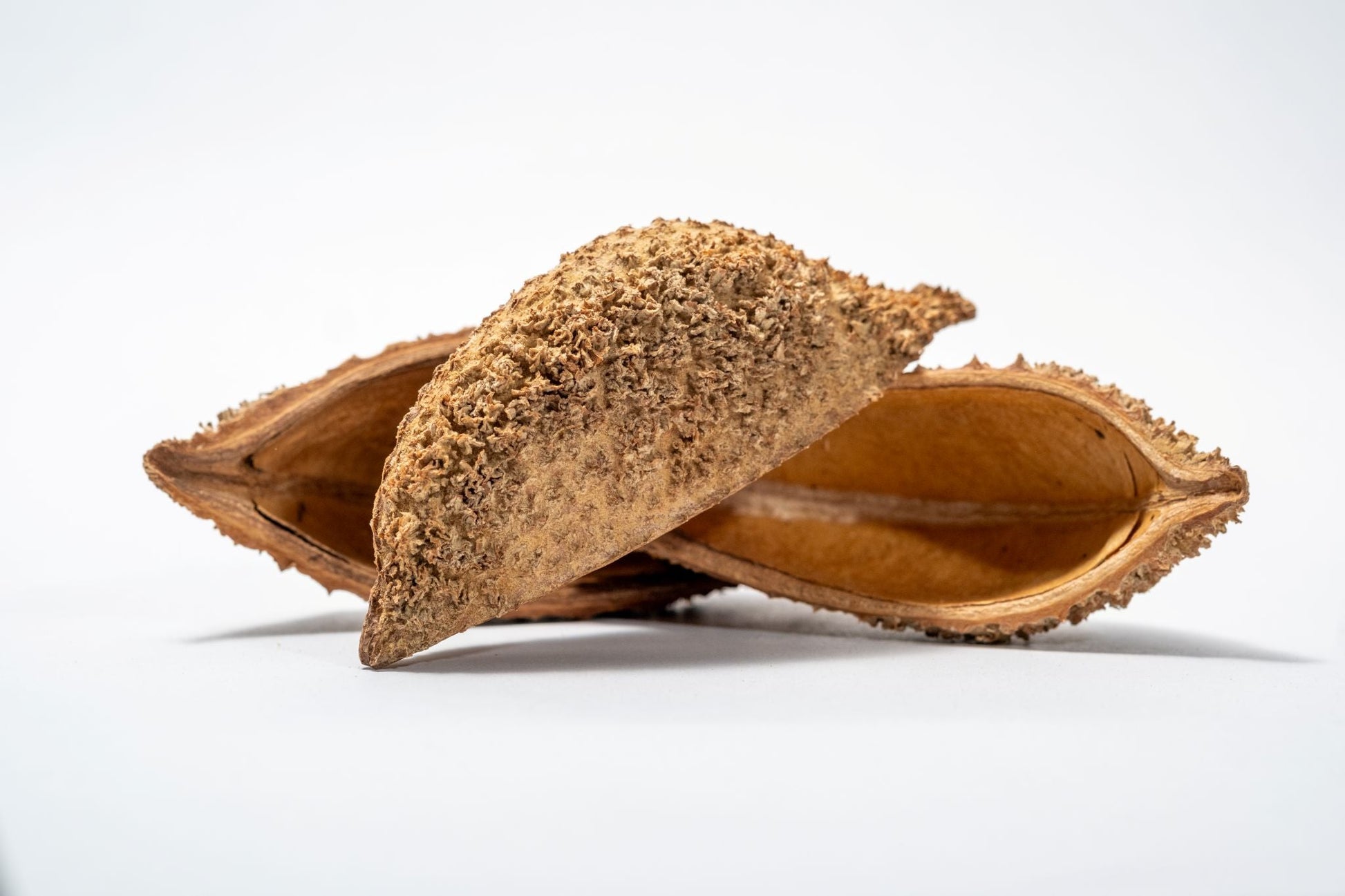 Urchin Pod/Bolsa Pastor Seed Pod - IHEARTBUGS, INC.