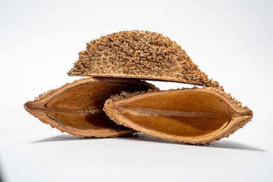 Urchin Pod/Bolsa Pastor Seed Pod - IHEARTBUGS, INC.