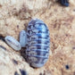 Venezillo Parvus Dwarf Isopods - IHEARTBUGS, INC.