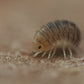 Venezillo Parvus - IHEARTBUGS, INC.