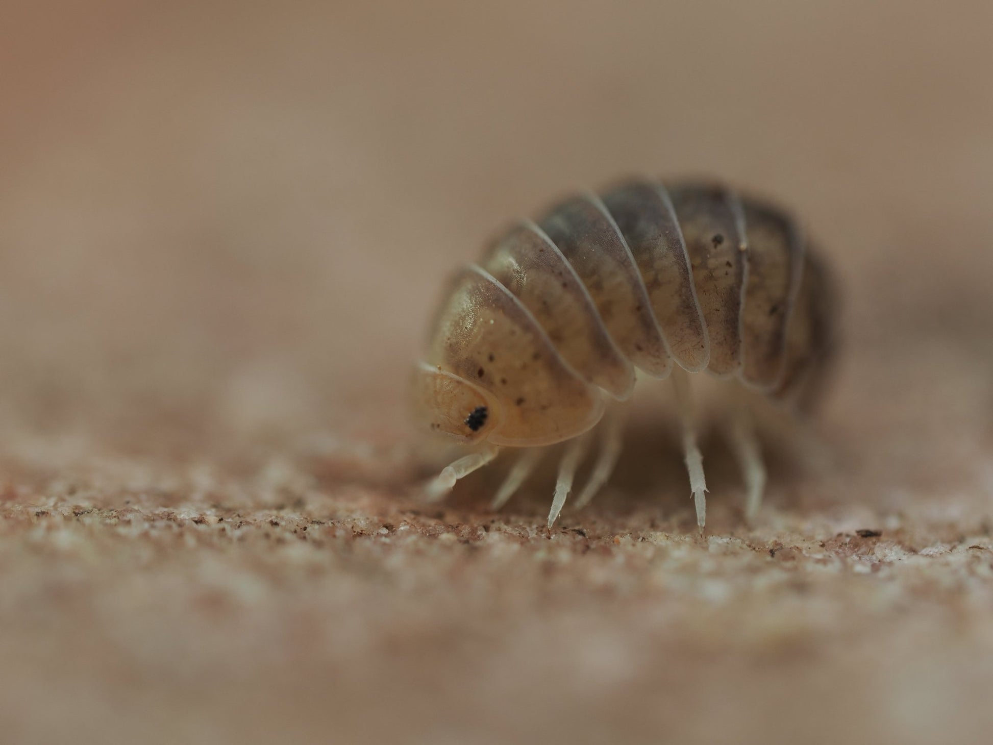 Venezillo Parvus - IHEARTBUGS, INC.