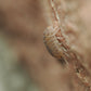 Venezillo Parvus - IHEARTBUGS, INC.