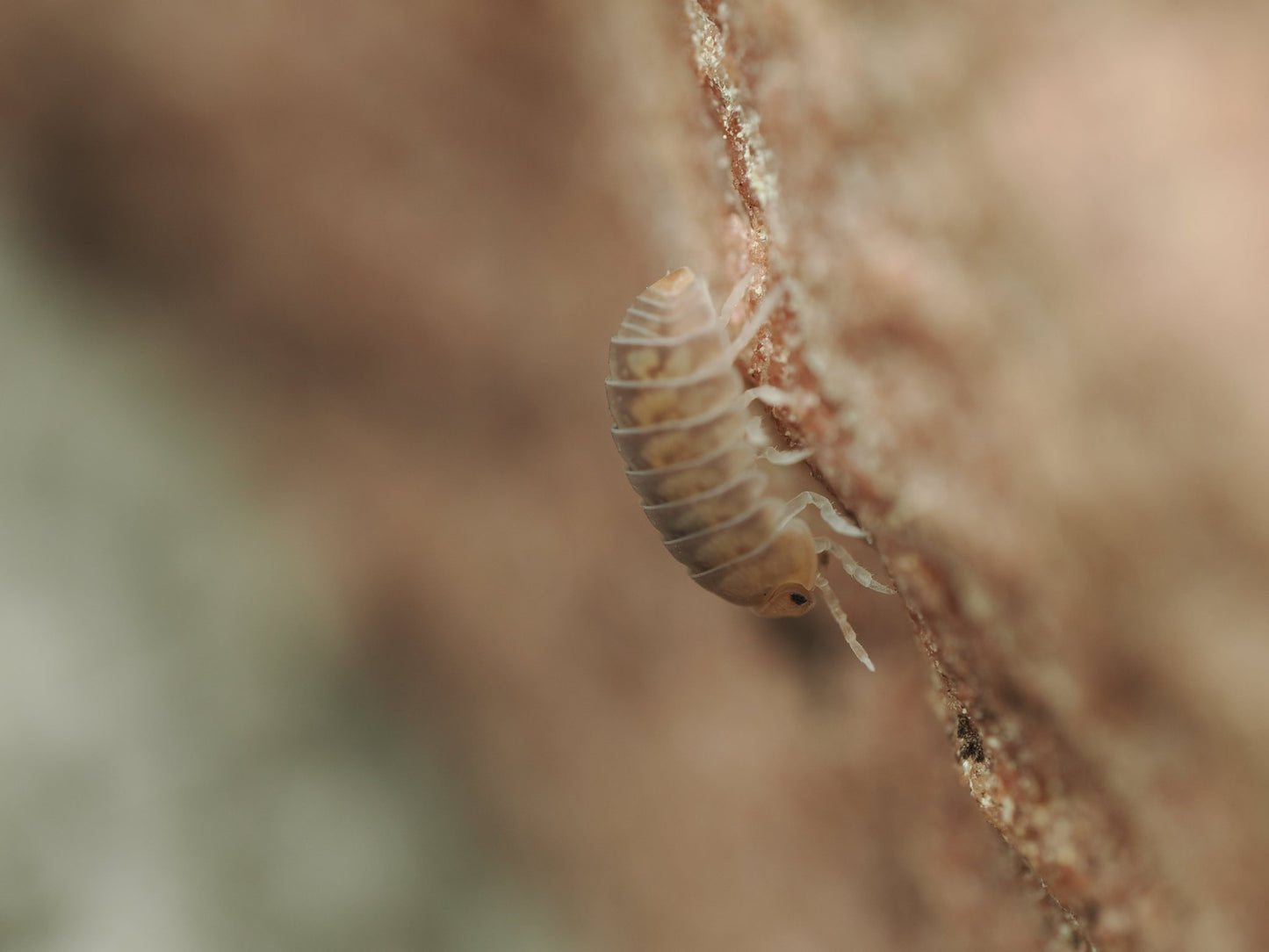 Venezillo Parvus - IHEARTBUGS, INC.