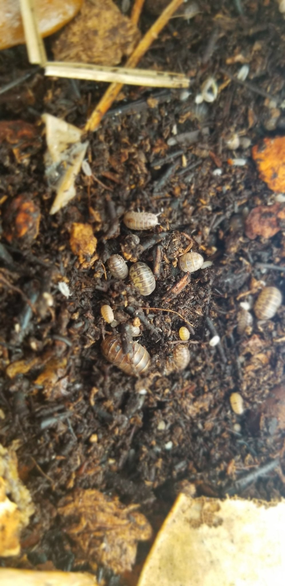 Venezillo Parvus Little Roly Poly Dwarf Isopods- IHEARTBUGS, INC.