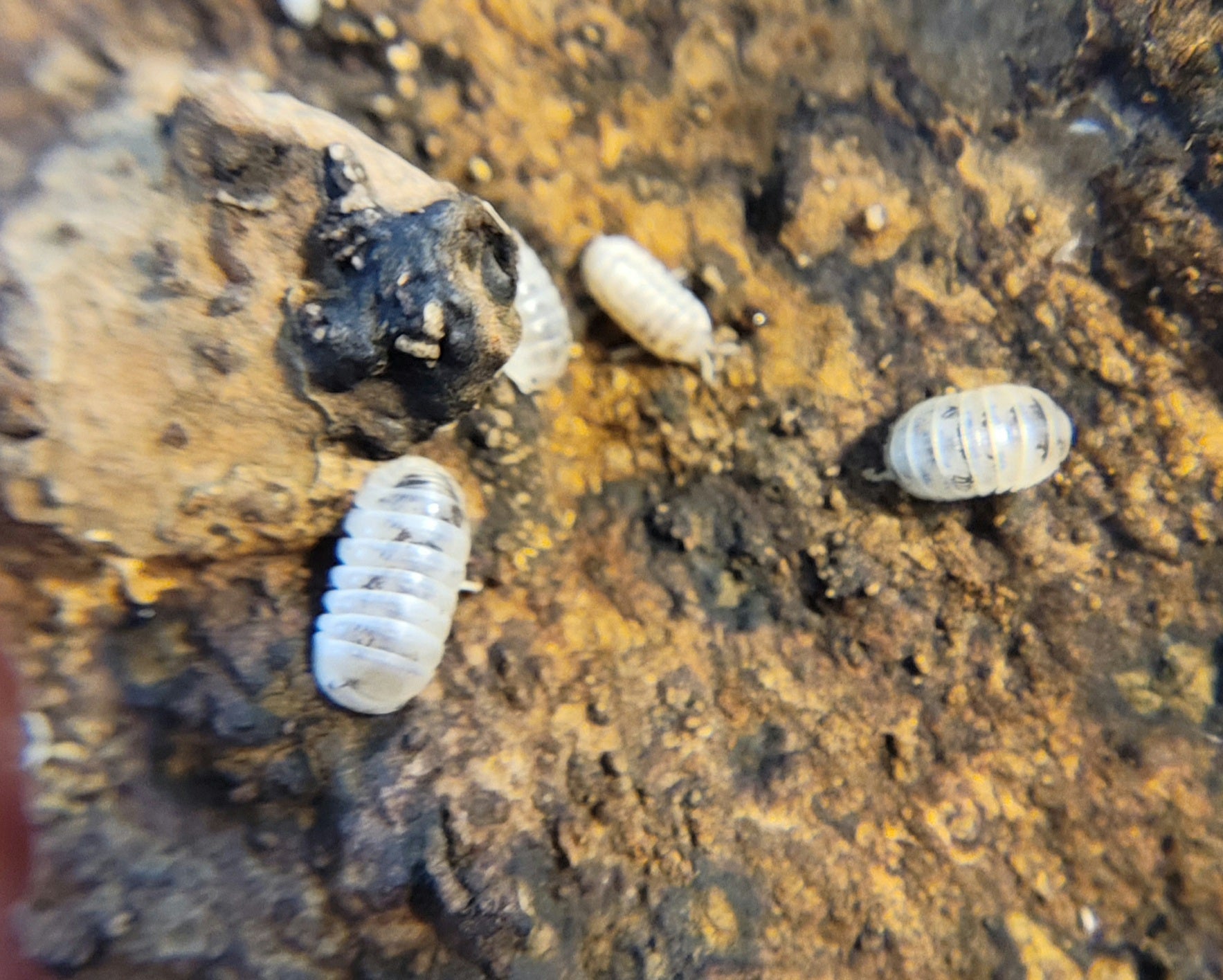 Four Dalmatian Roly-Poly Isopods (Venezillo parvus) from I Heart Bugs crawl across a rough brown and yellowish rock, with dark soil or organic material in the background, possibly in a dart frog vivarium.