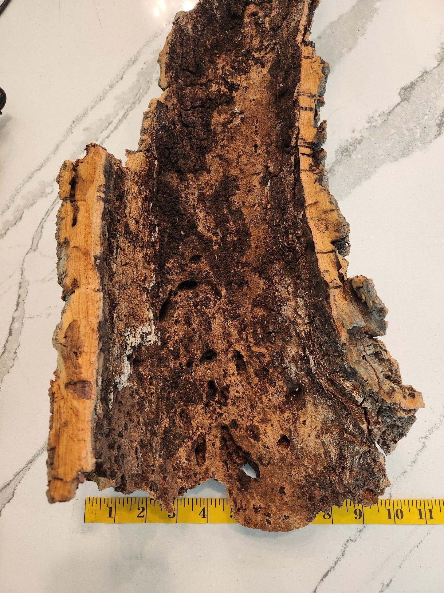 WYSIWYG Large Cork Bark #31 - IHEARTBUGS, INC.