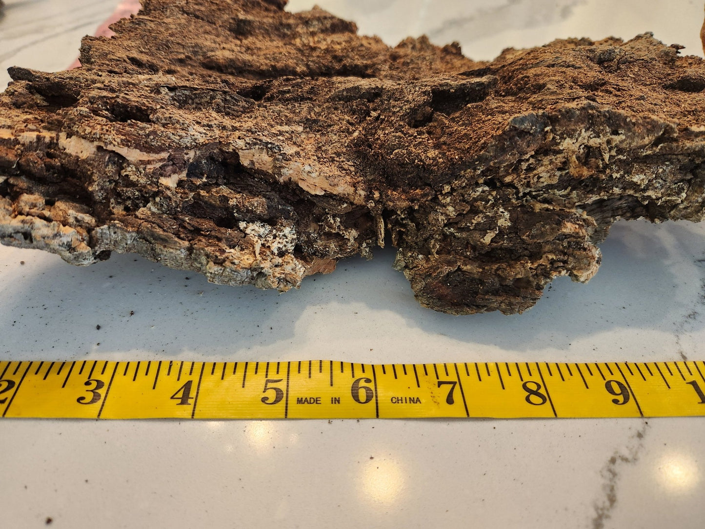 Thick Medium Cork Bark #7 - IHEARTBUGS, INC.