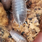 Inexpensive isopods used as a cleaner isopod.