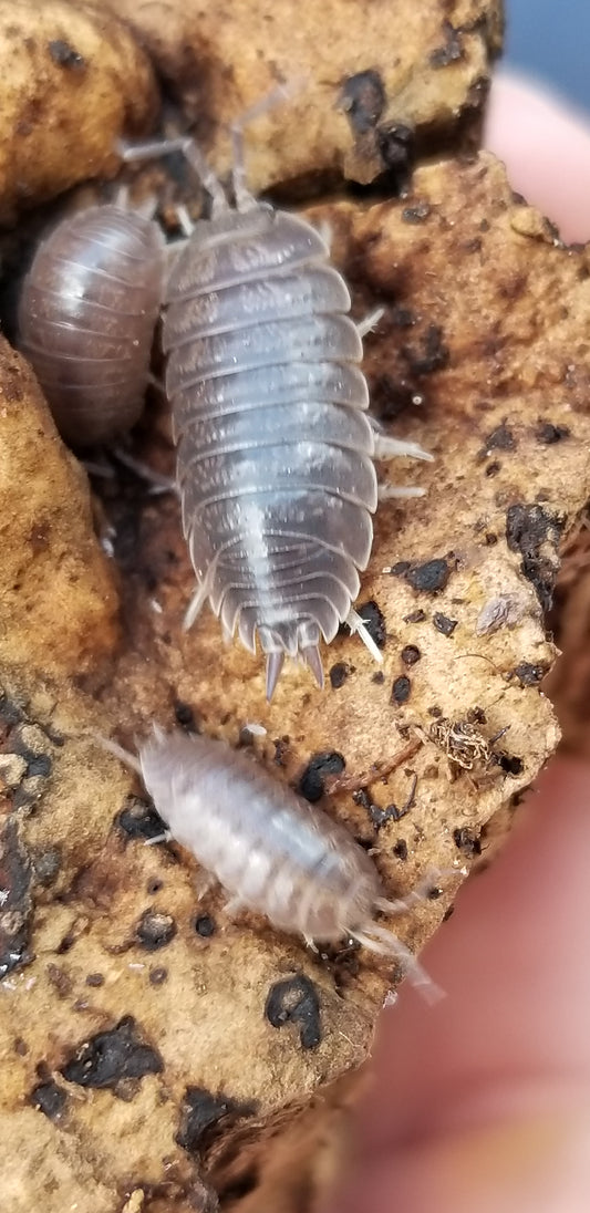 Inexpensive isopods used as a cleaner isopod.